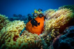 World Biodiversity Day 2023 Captions, Theme and Quotes